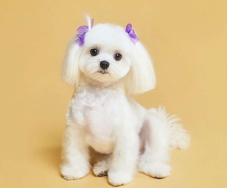 Maltese - Haircut