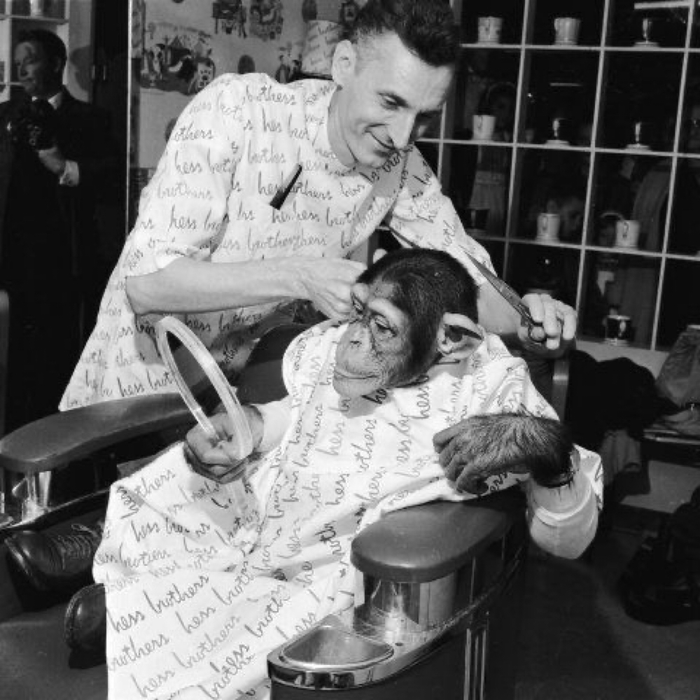 Haircut & Beard at Elevated Cutz in New Oxford, PA