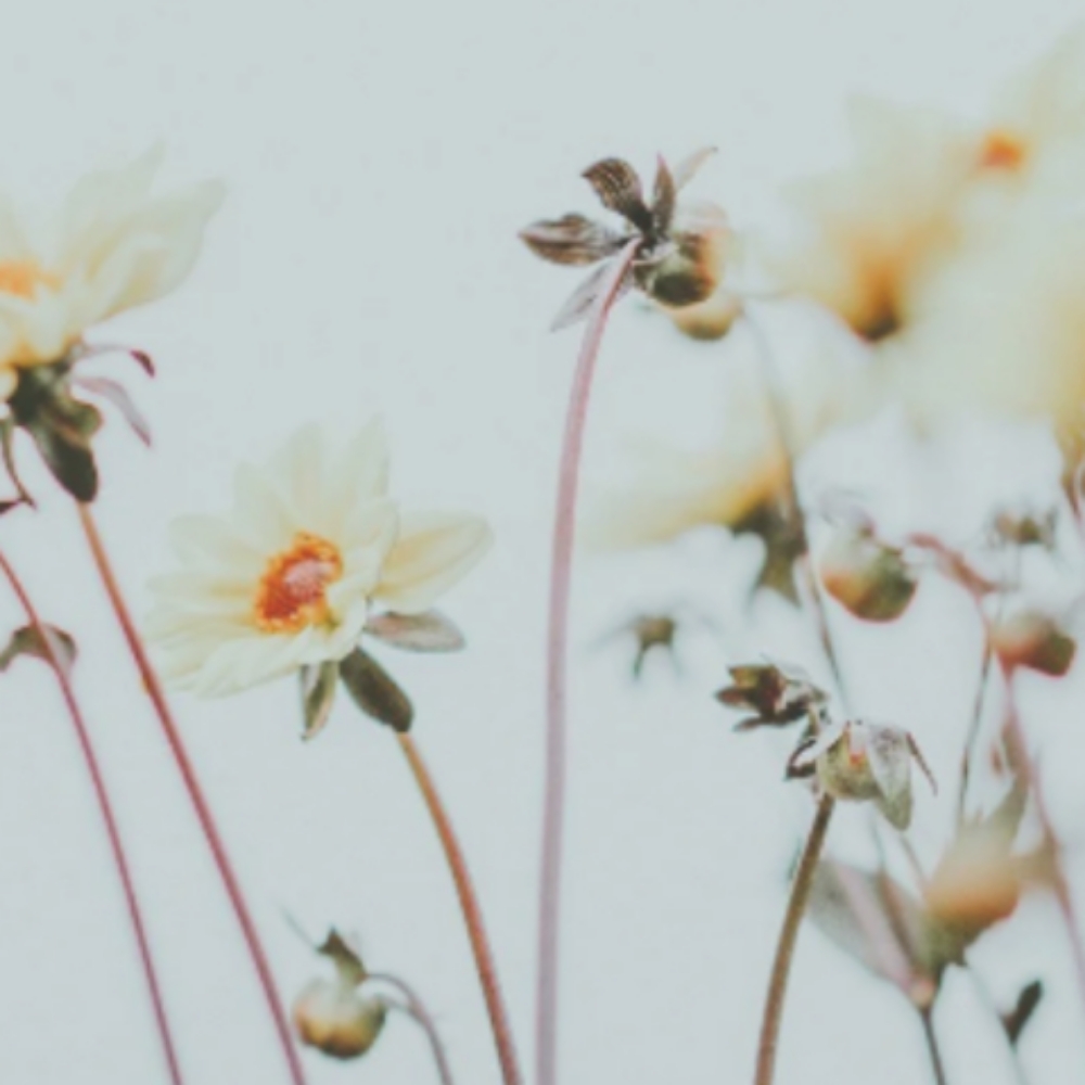 Manetenance Cut at Oxford&Mane in Oxford, NC