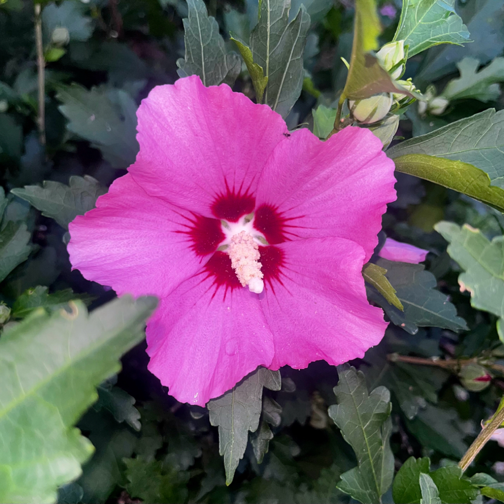 Featured at Hibis Beauty Nails & Spa in Mission, KS