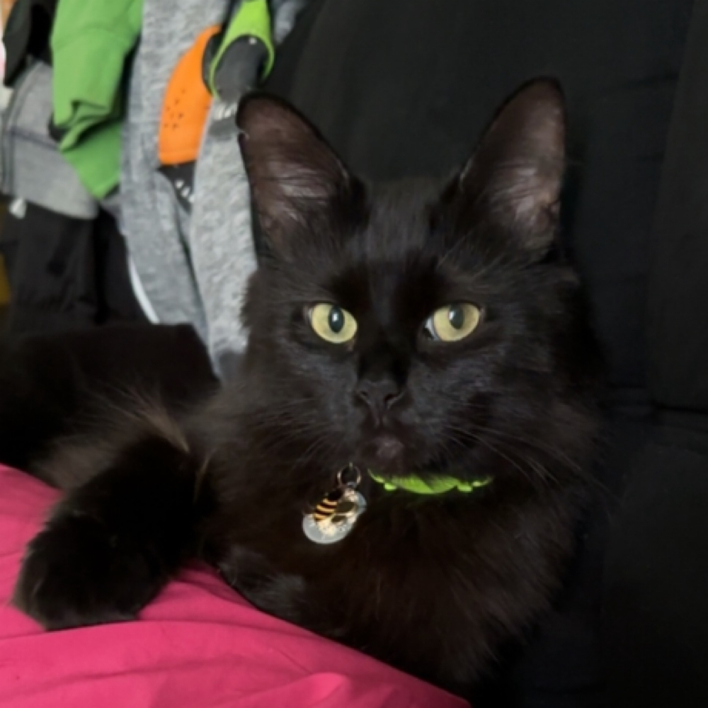 Cat Grooming at Lexury Grooming in Maple Hts, OH