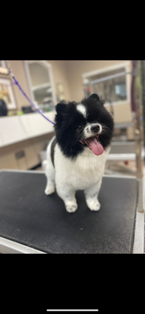 Full Haircut {17-35lbs}
