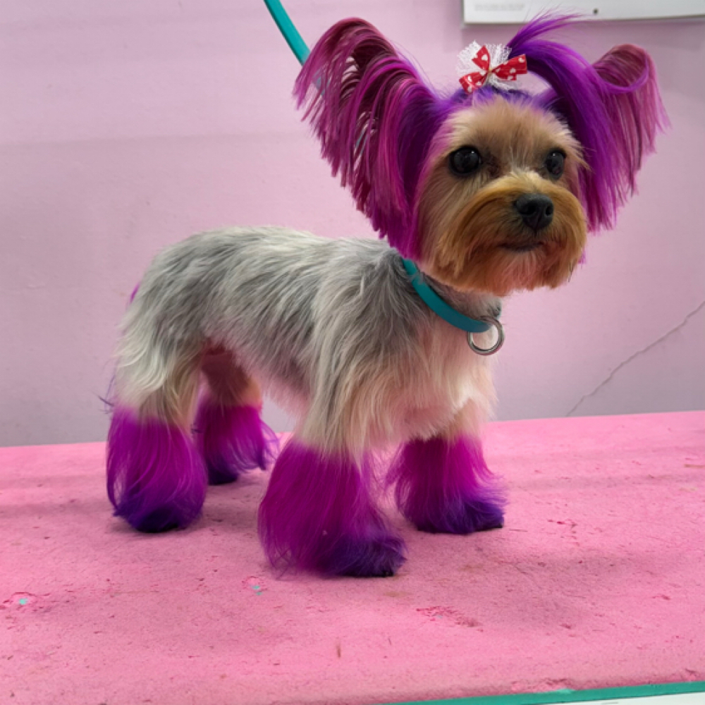 DOG DYE at Dog grooming by loreena and spa in Charlotte, NC