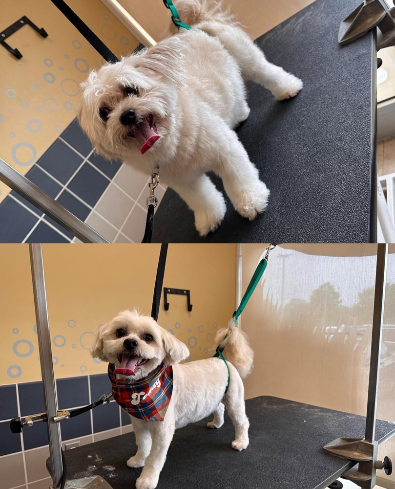 Pampered Pup Package