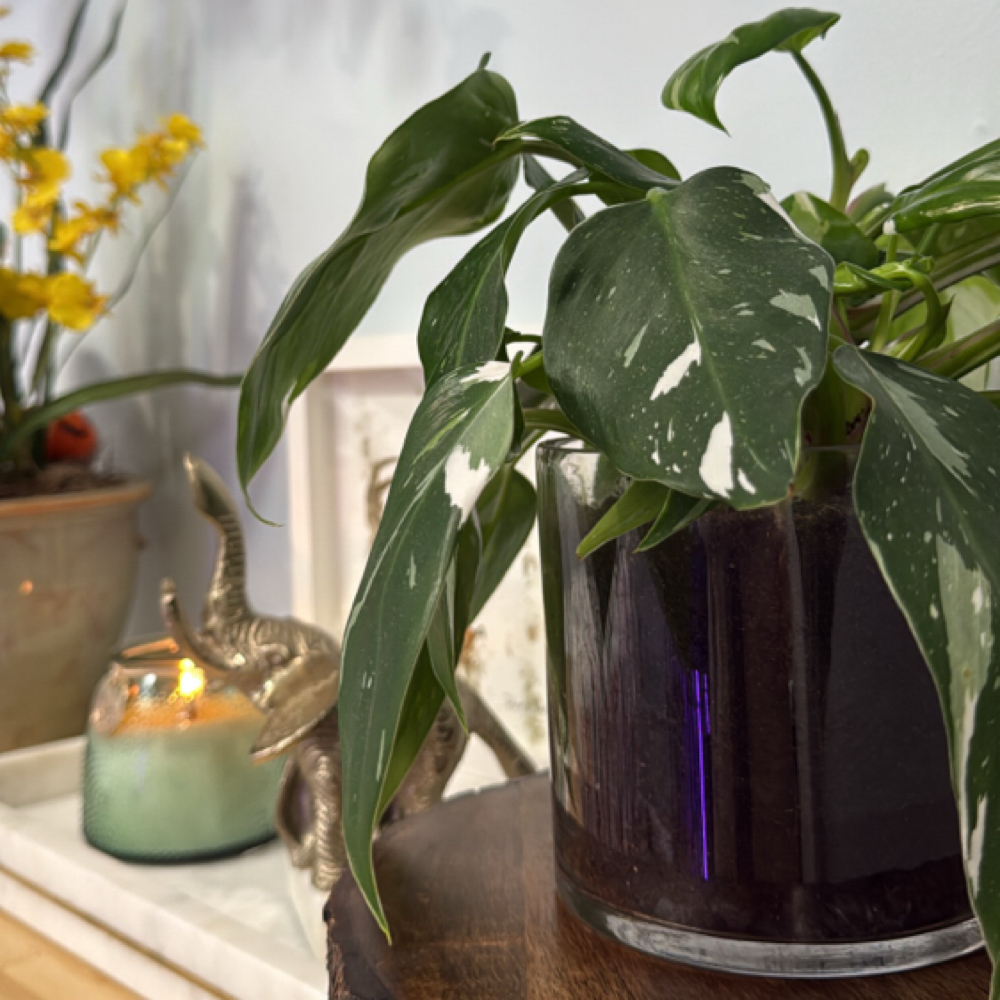 House Call Booking Fee