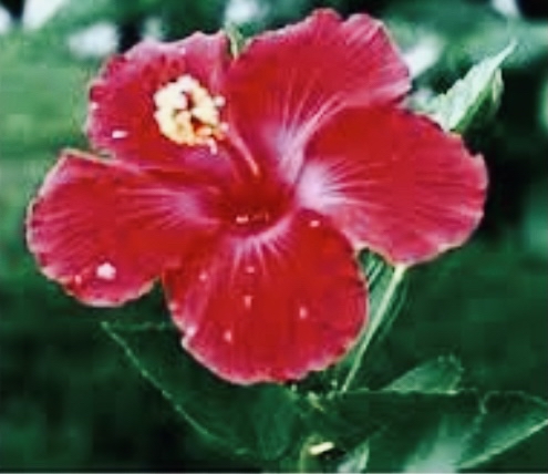 Corrective Peel ~ Hibiscus Mandelic