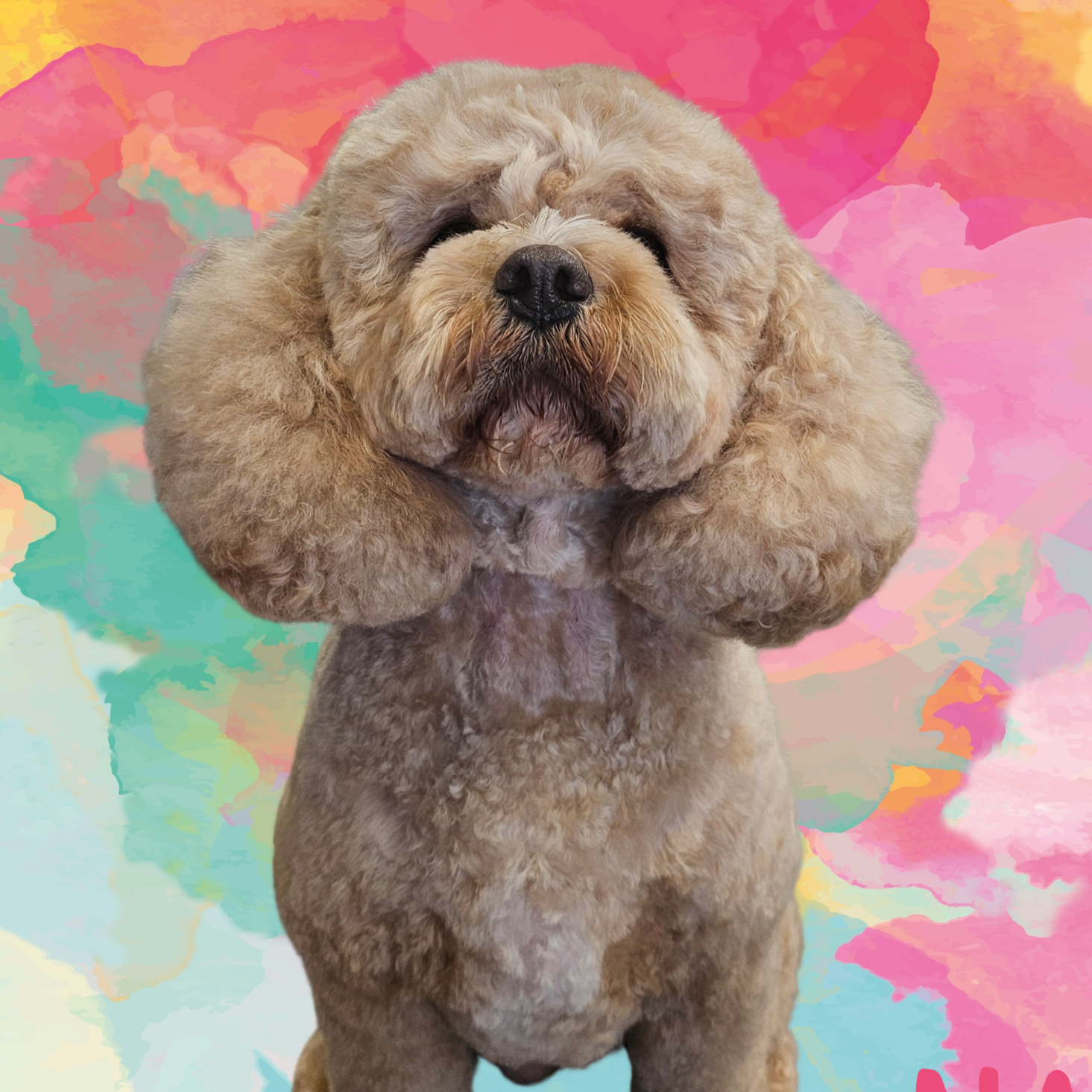 Grooming Mid Size Dog at The Barkside Groomery in Georgetown, KY