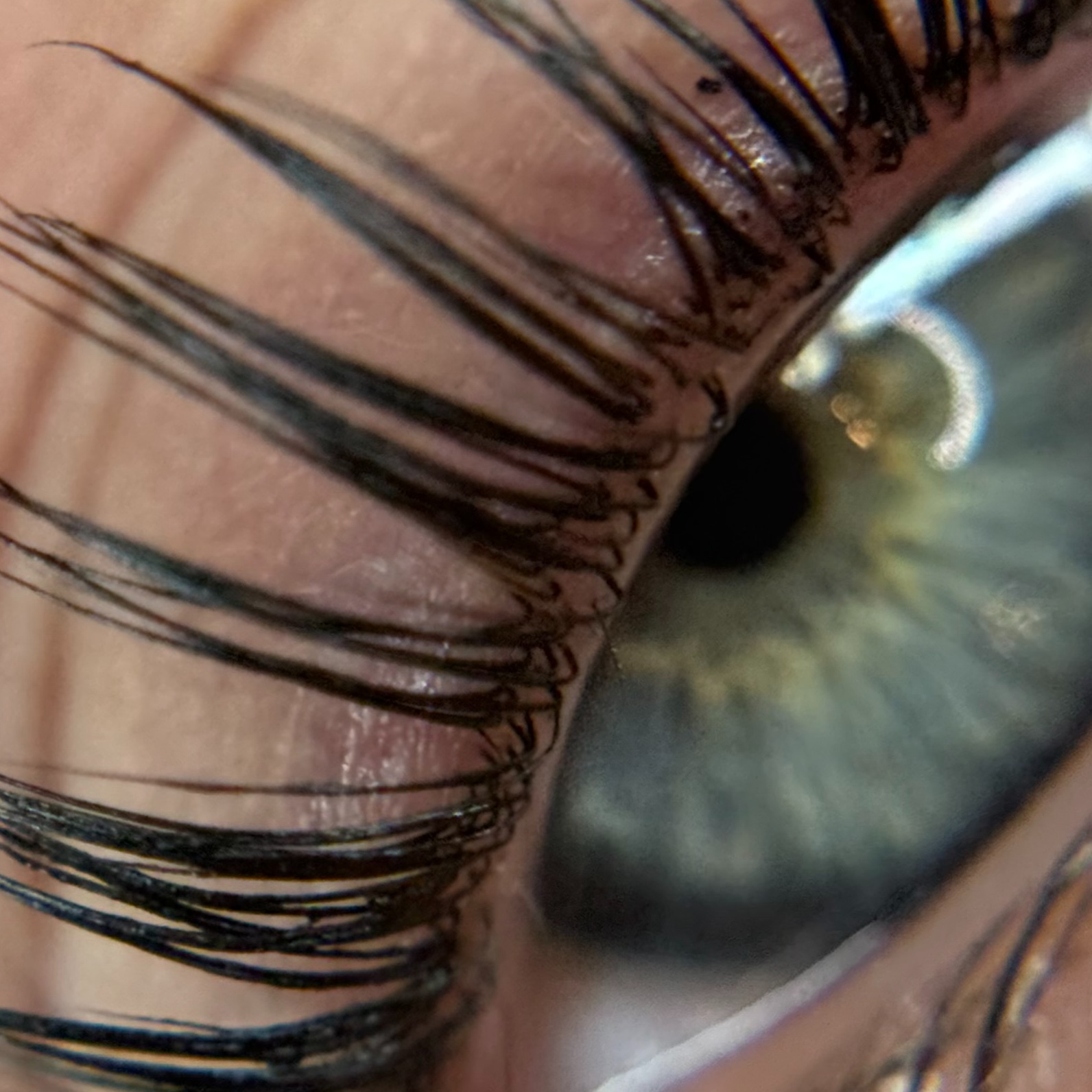 THE KOREAN LASH LIFT at Artisstry Co. in Churchville, NY