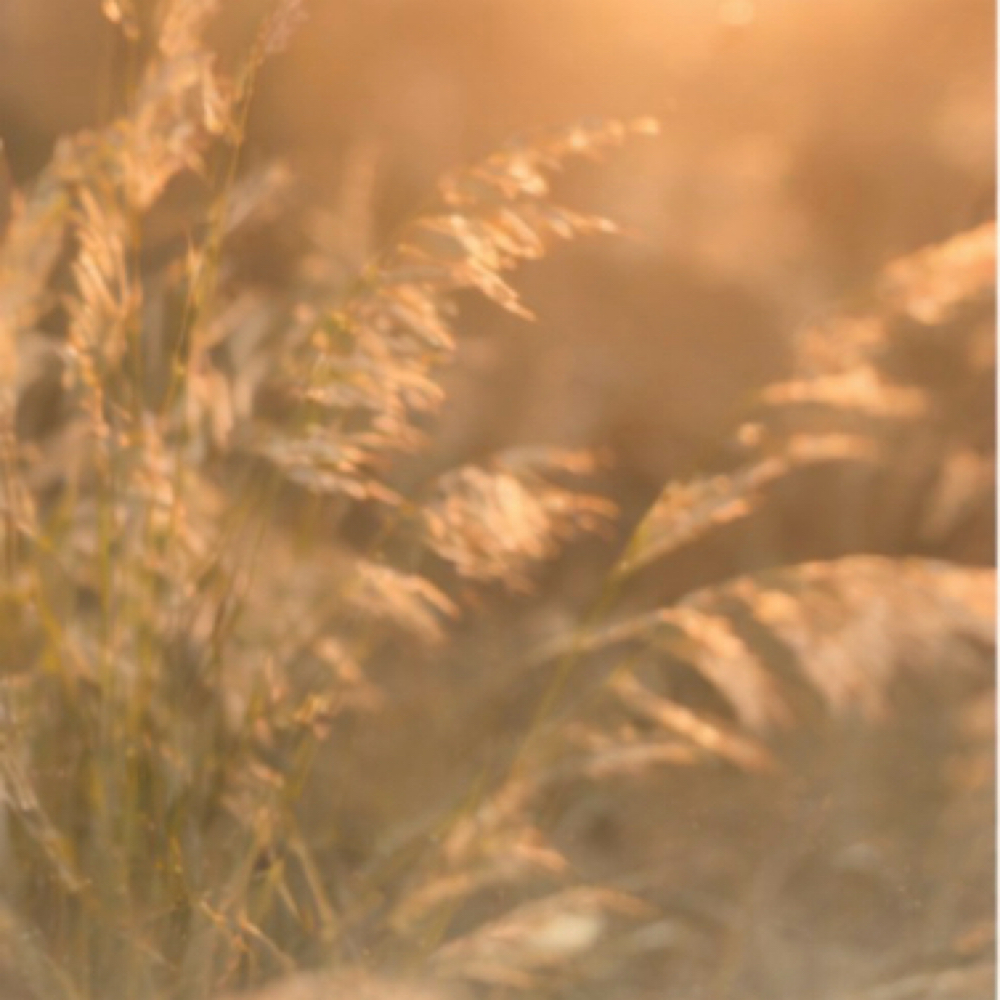The Golden Hour Drycut at Picking Daisies Holistic Hair • By Appointment only in Sandpoint, ID