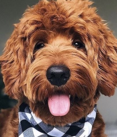 Goldendoodle - Haircut