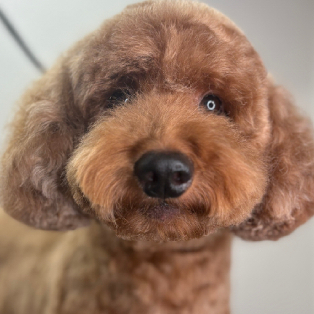 Lg Bath Slick Hair 51-60lbs at The Shiny Puppy LLC in Royse City, TX