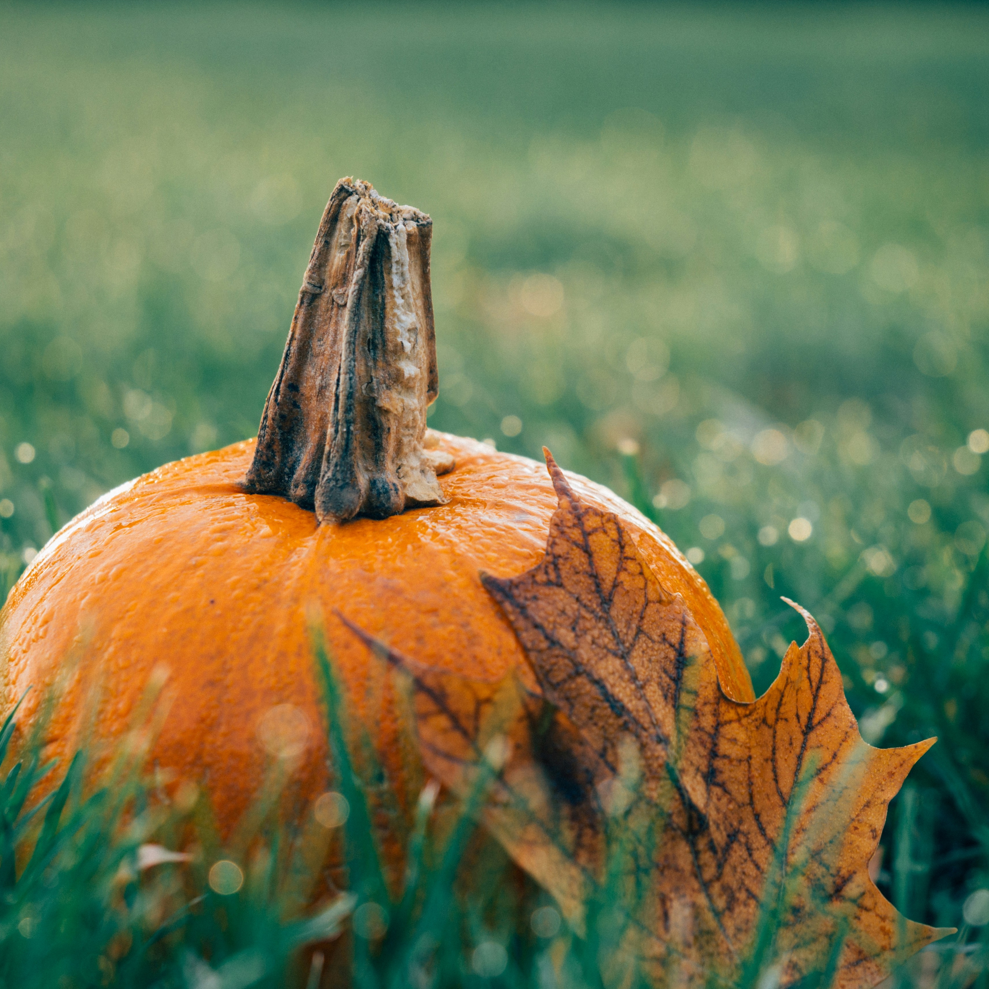 Pumpkin Lactic Facial at Evergreen Skin Studio in Wichita, KS
