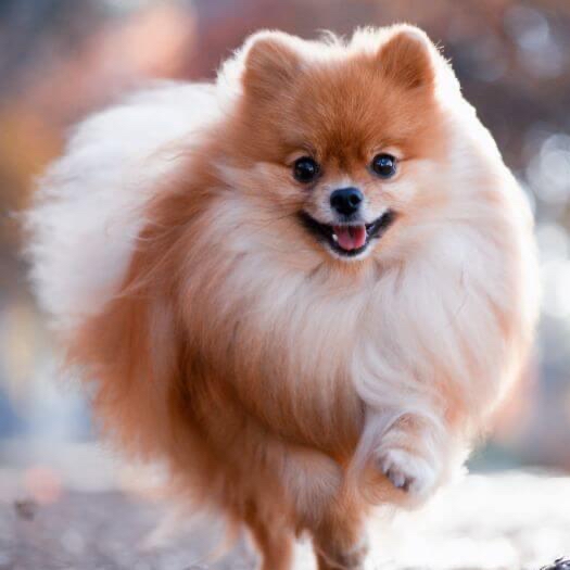 Pomeranian Full Groom