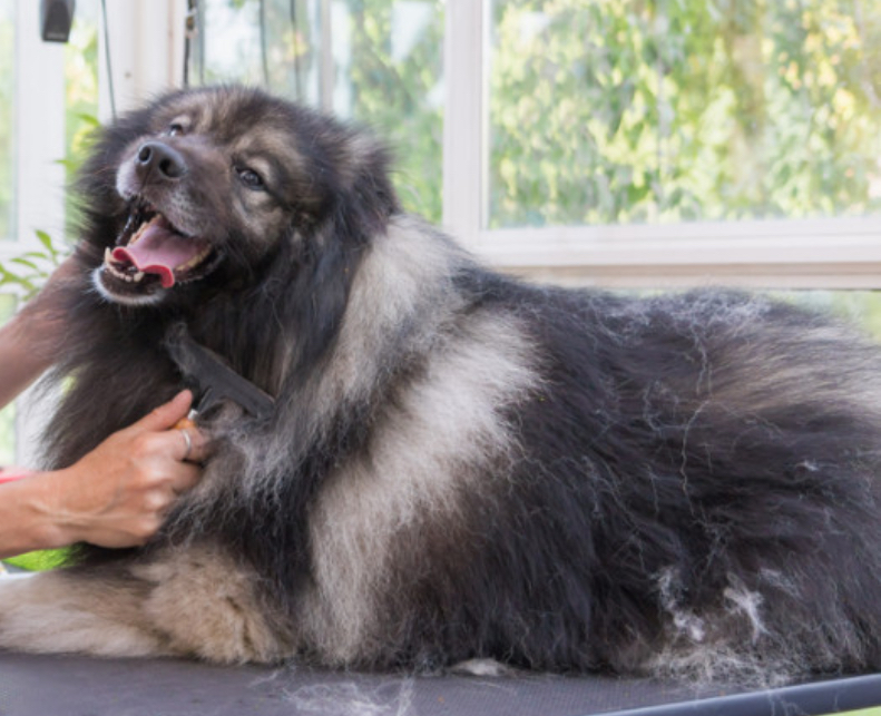 Bath & Fur Cut for Large Dog 46-80