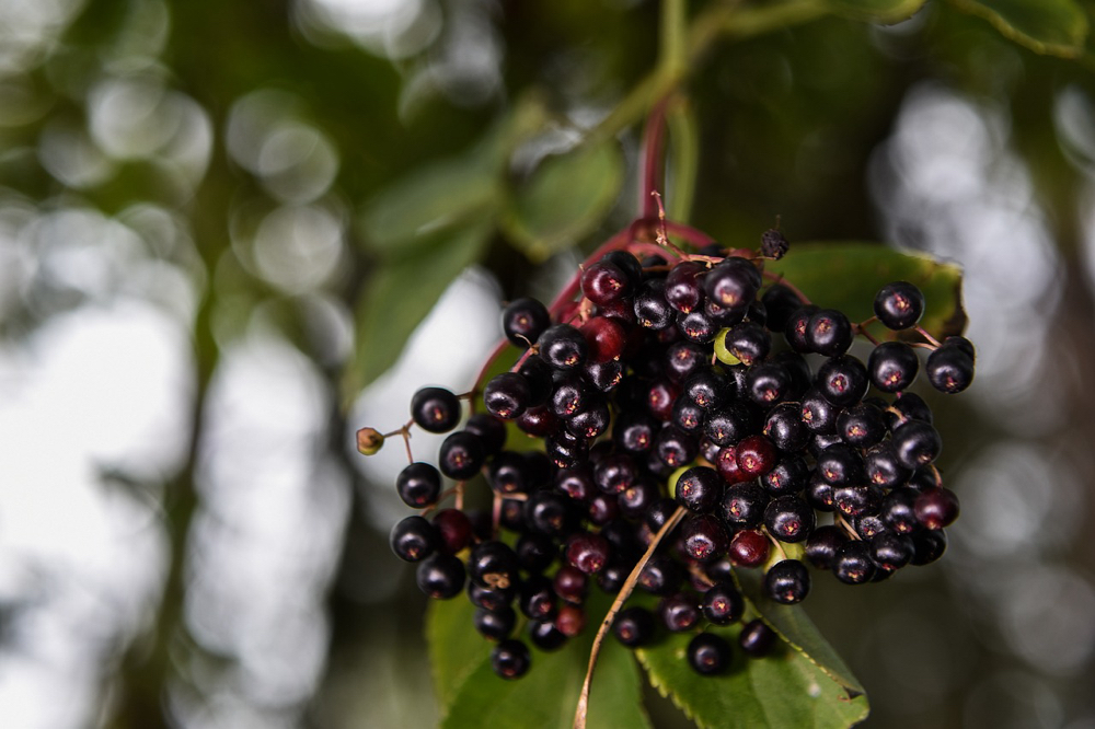 Elderberry Yogurt Facial