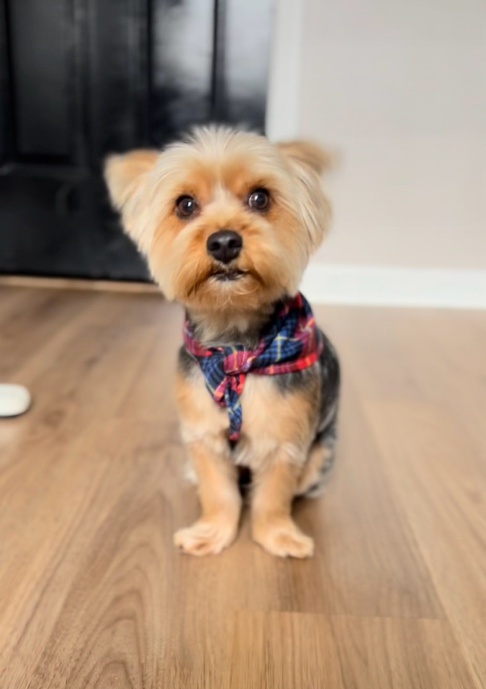 Petite Pup Cut