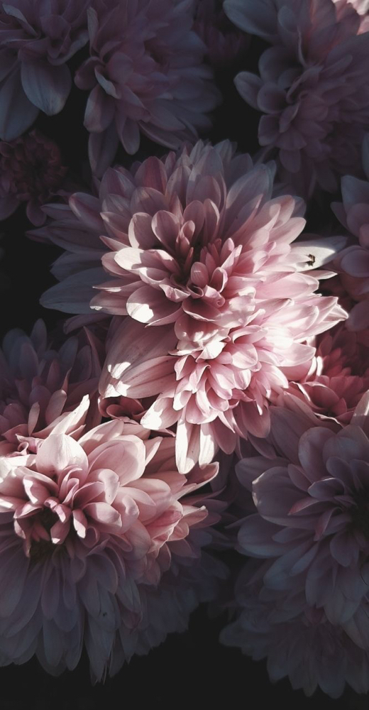 Color Consultation