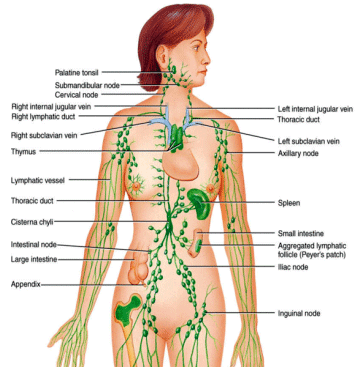 MLD-Manual Lymphatic Drainage - BBL