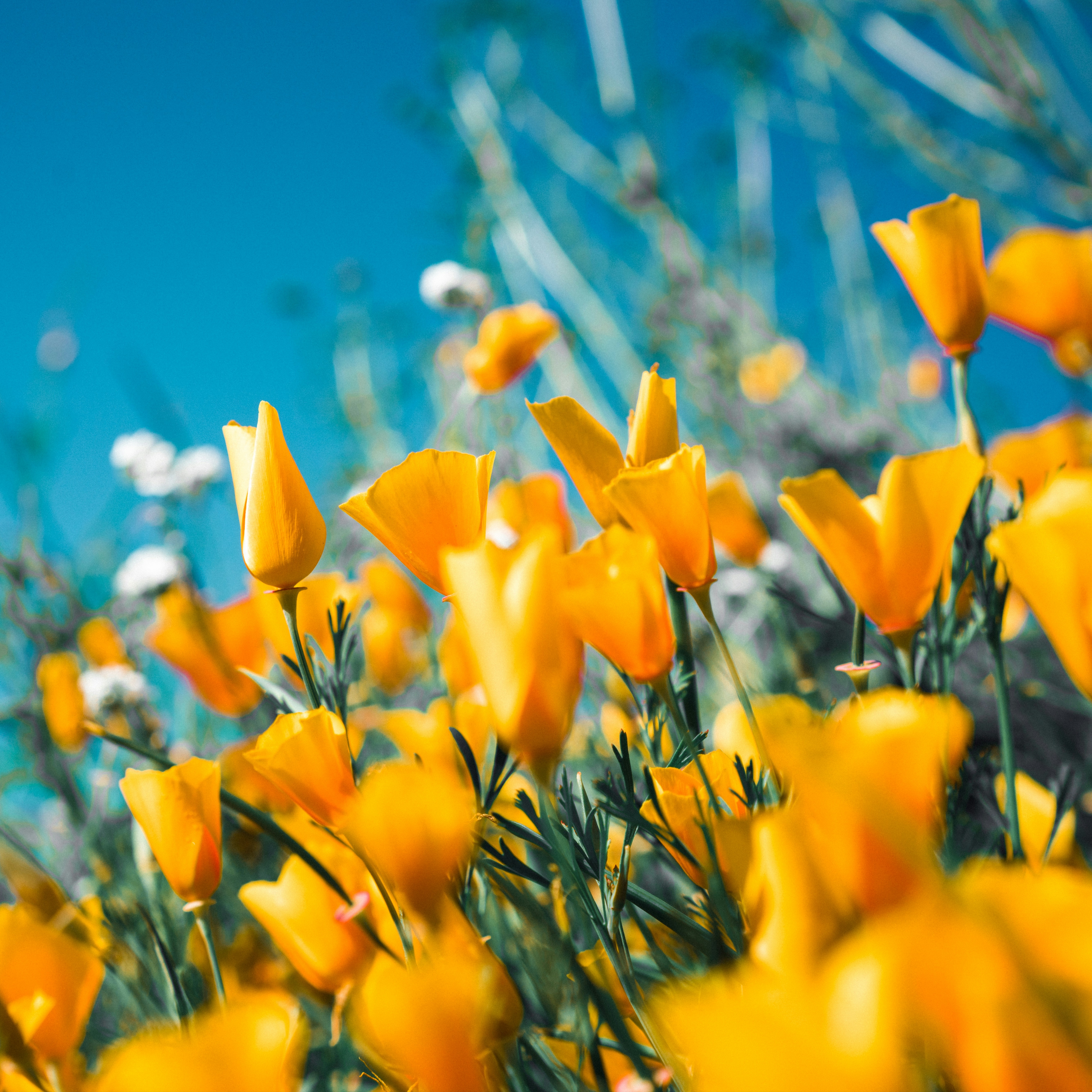 PCA Restore Facial Upgrade at Blue Wellness Studio, LLC in Pacific City, OR
