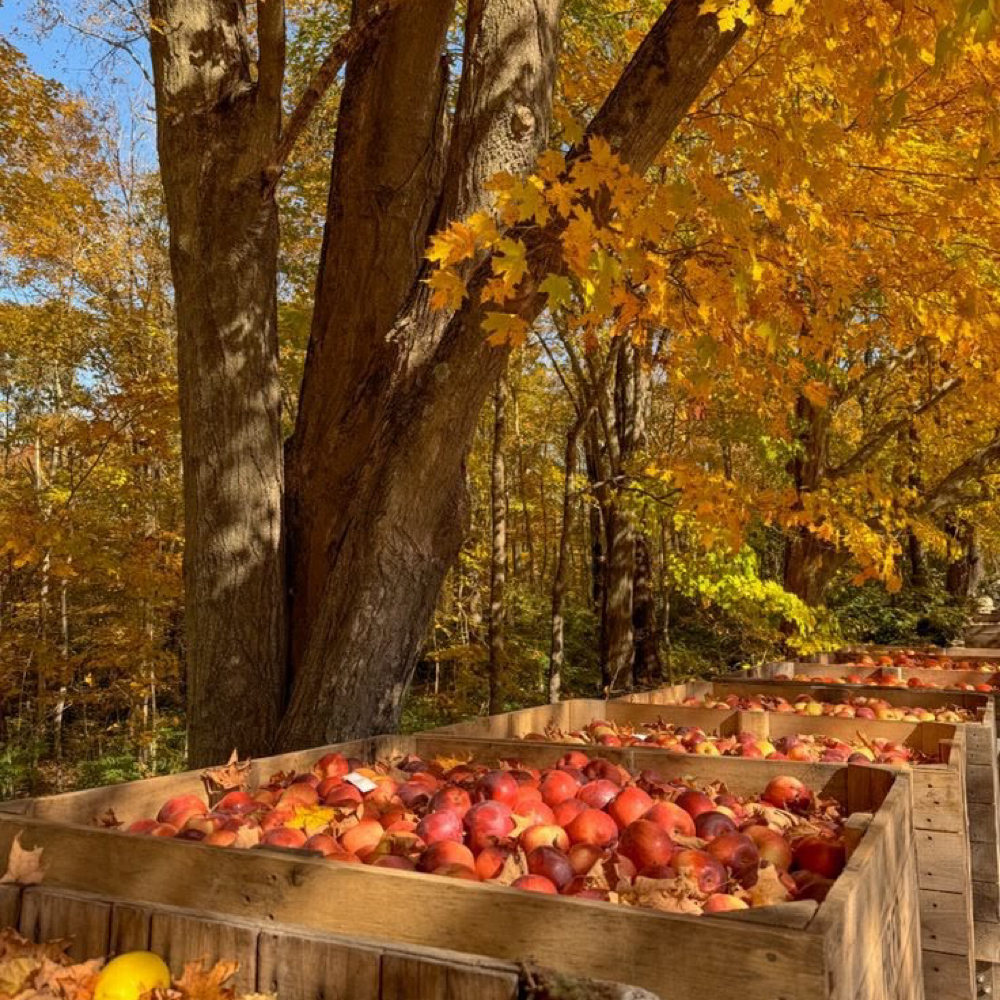 🍎Apple orchard Fall Experience 🍎 at EstheticsbyMilanea in Rockford, IL