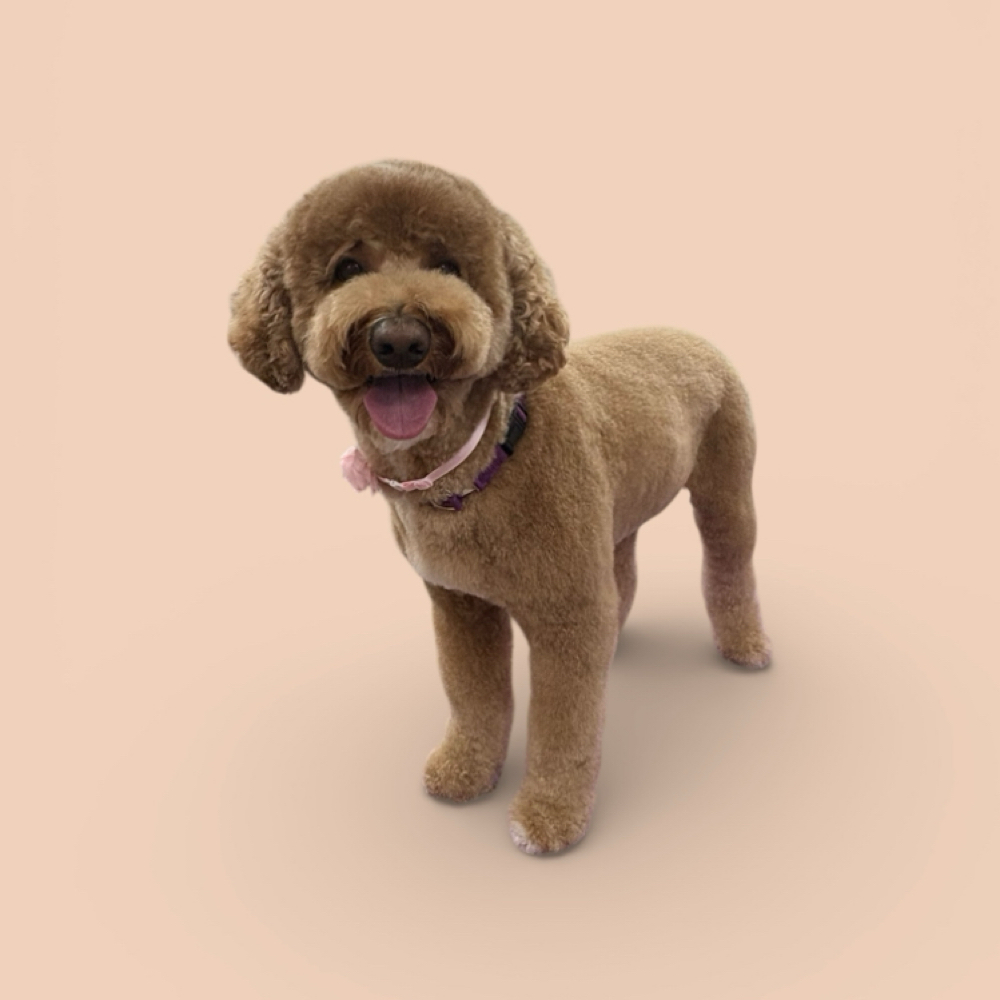 30-39lbs Haircut- Full Service at The Pet BOOtique in Carrollton, TX