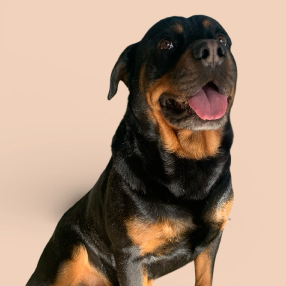 86-100lbs Short/Smooth Coat Bath at The Pet BOOtique in Carrollton, TX