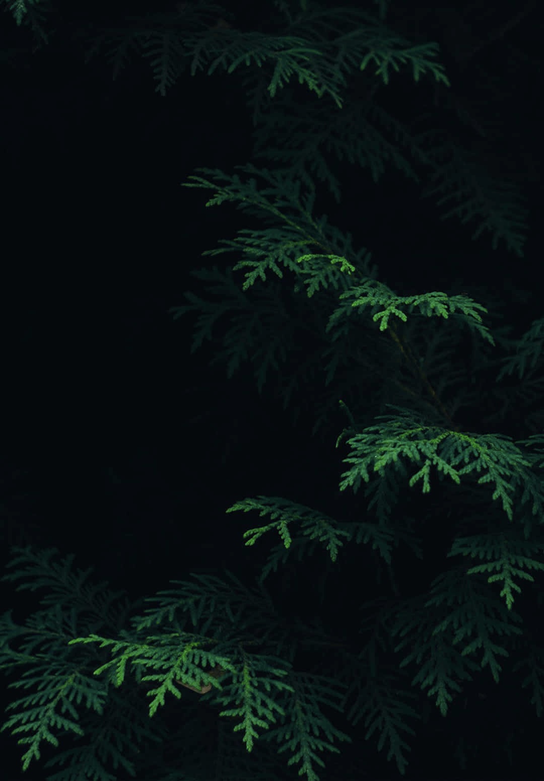 Bleach Retouch at Creations By Kaylee in Johnson City, TN