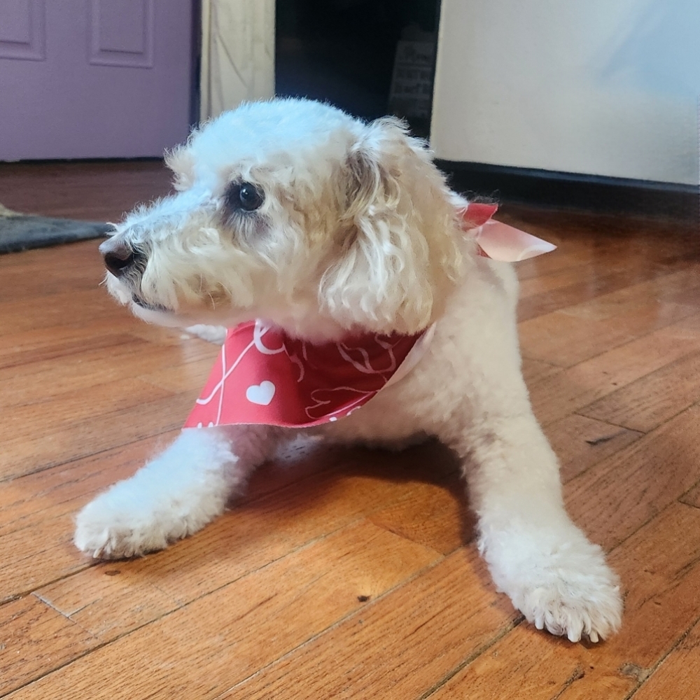 👑 Polished Pup: Small at The Dog Mom Pet Services in Lusby, MD