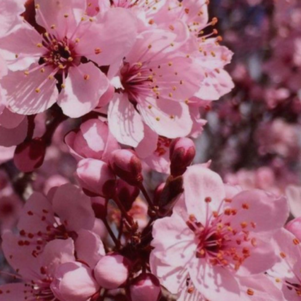 Cherry Blossom Pedicure at Moments Made By Maddie in Oakmont, PA