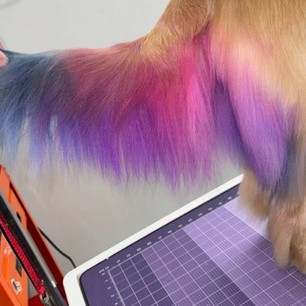 Additional Dye at Space City Grooming in Houston, TX