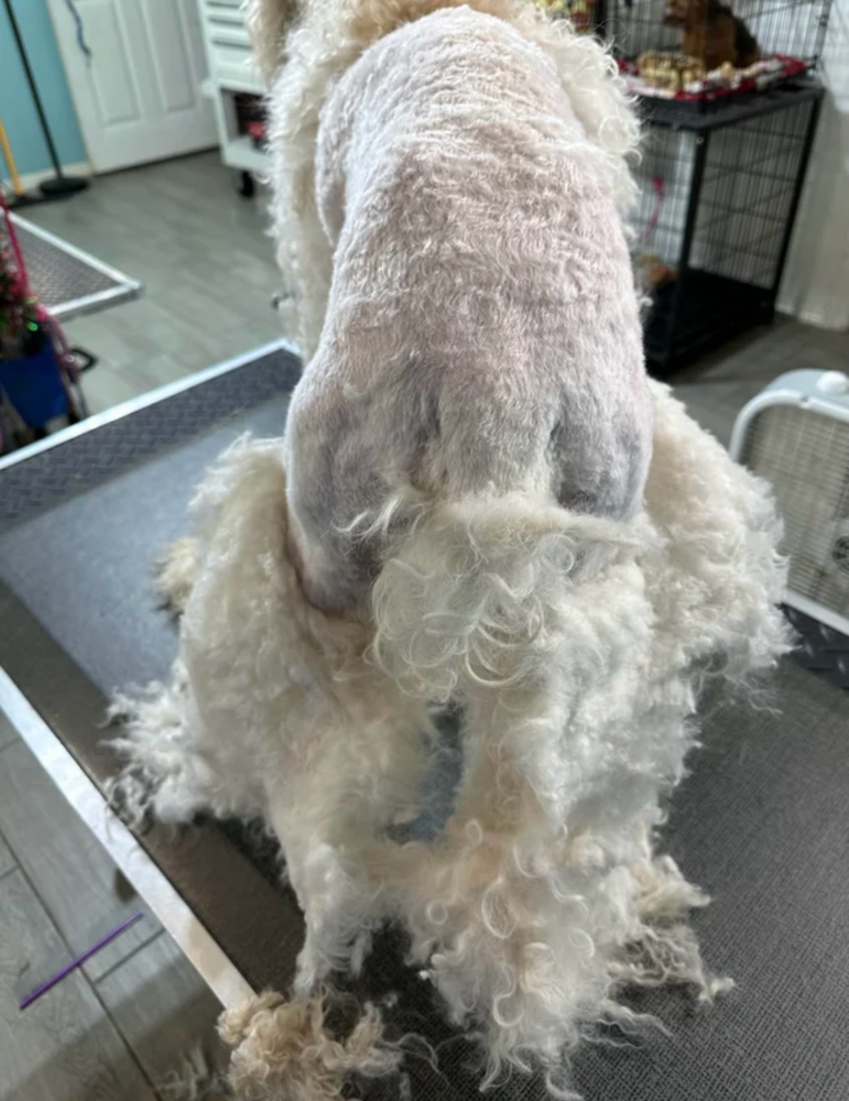 Matted Pet Fee