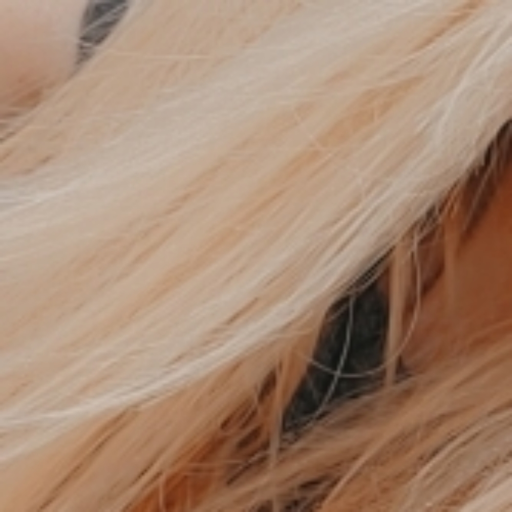 Single Gloss Only Service at Mora's Live And Let "Dye" in Farragut, TN