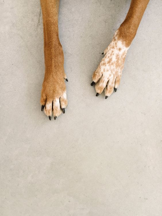 Nail Trim & File Standalone at The Shiny Puppy LLC in Royse City, TX