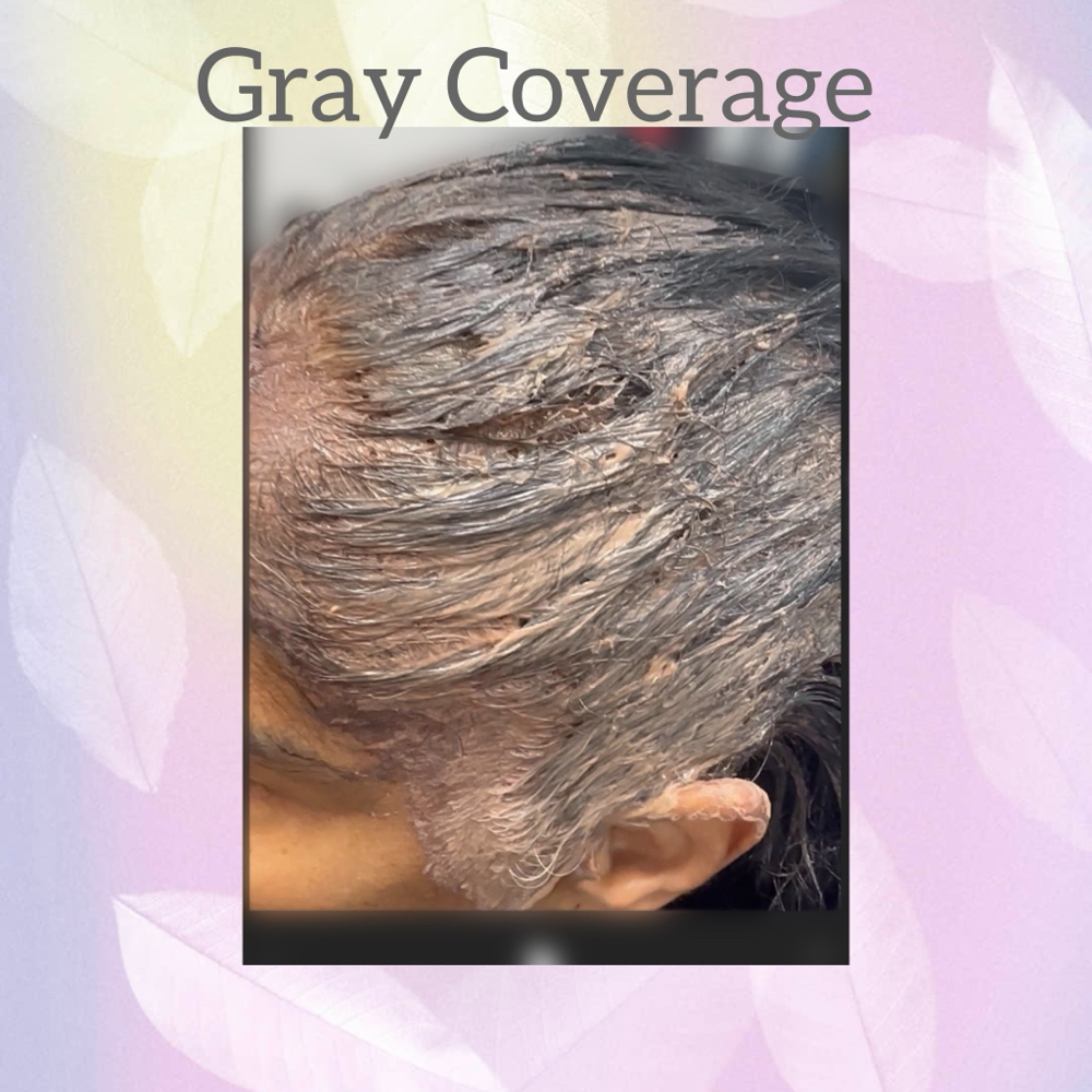 ✨ Root Touch-Up (Gray Coverage at ✨ML Hair Studio in Albertson, NY