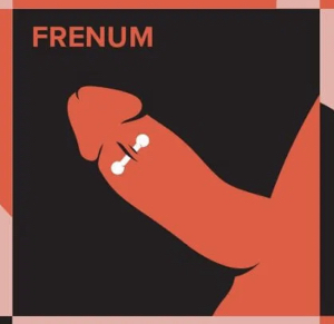 Frenum