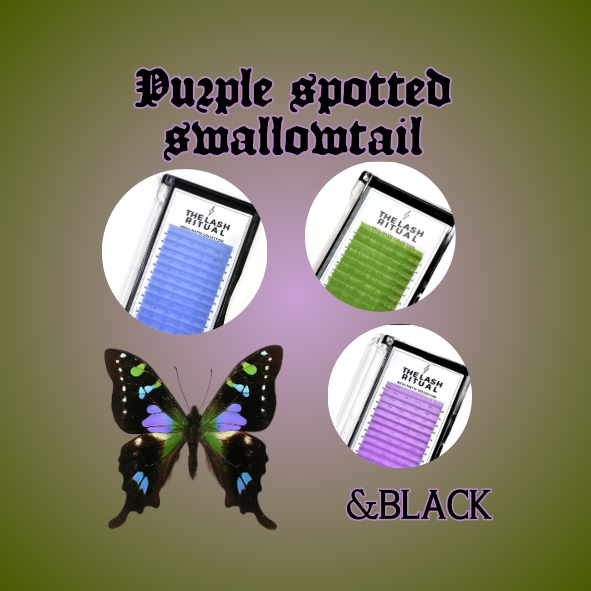 Purple Spotted Swallowtail Flash