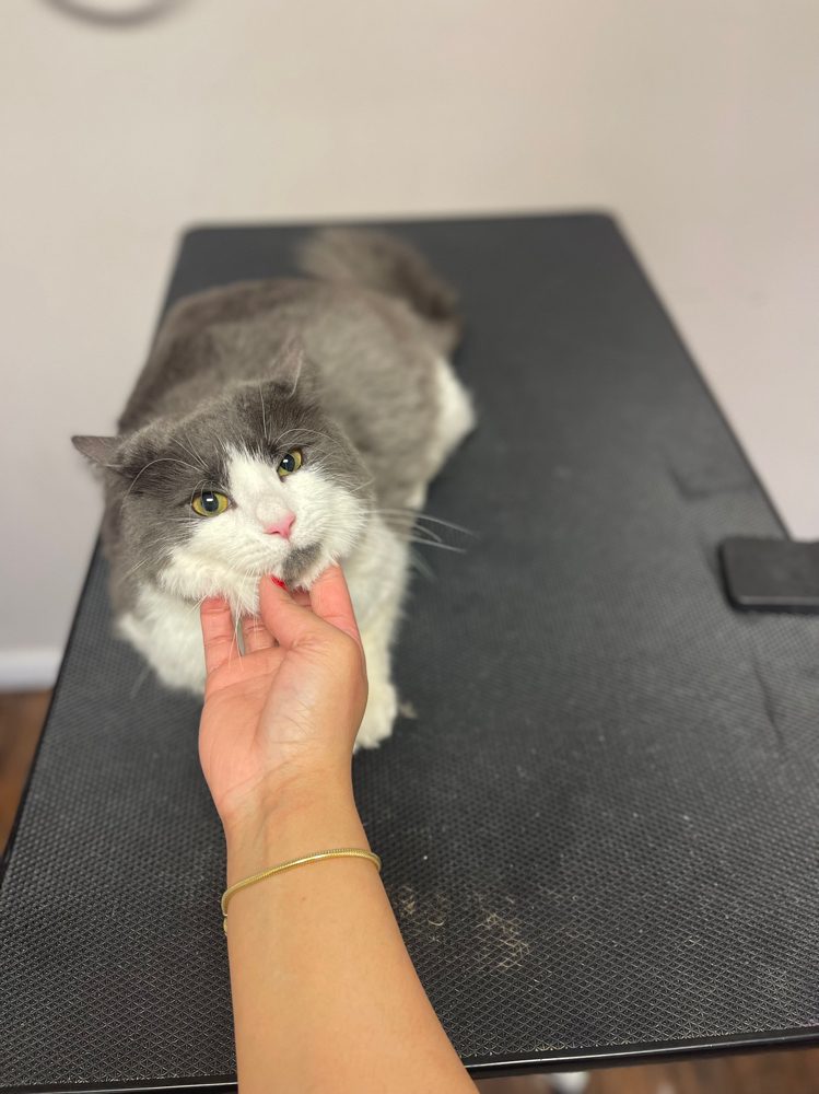 Cat Haircut