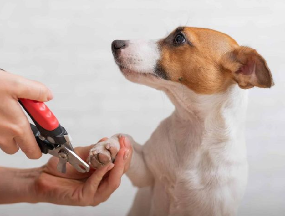 Nail Trim Service Only