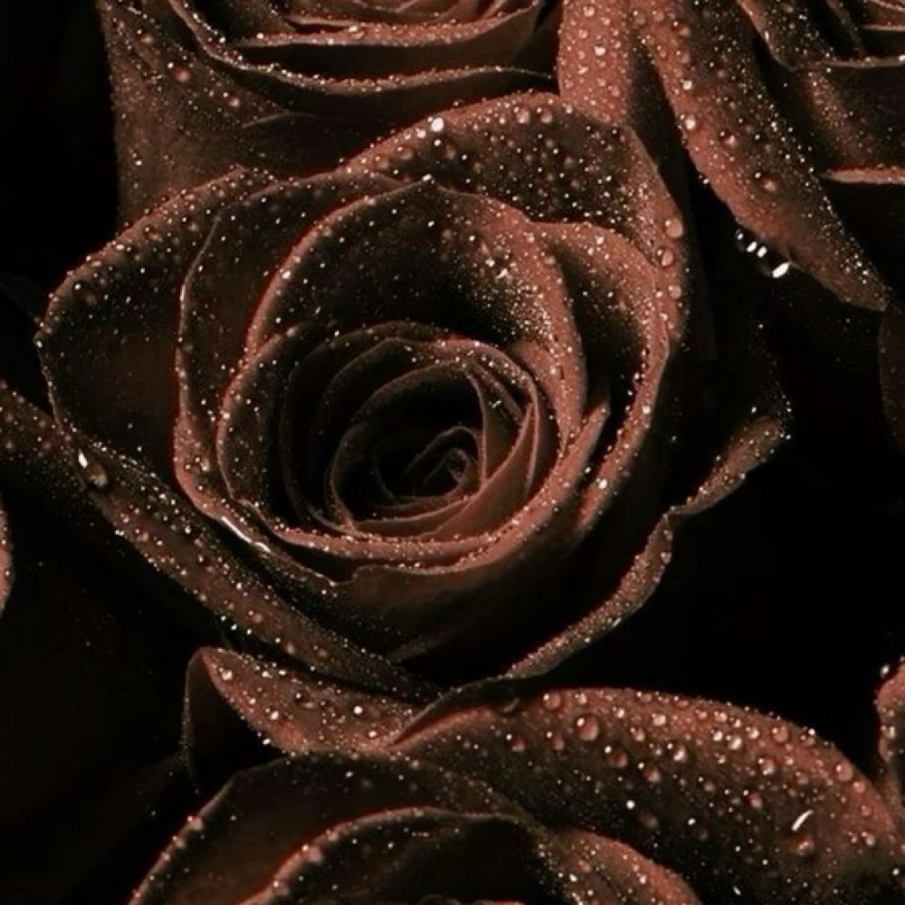 Cocoa Rose Radiance Facial