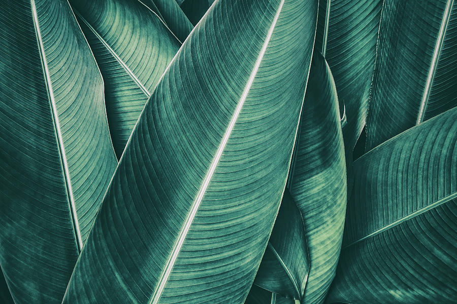 Classic Fill In • 3 Weeks at Ashley Ford in Knoxville, TN