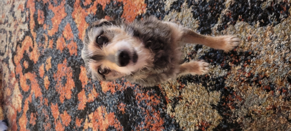 Your Dog Visits Me