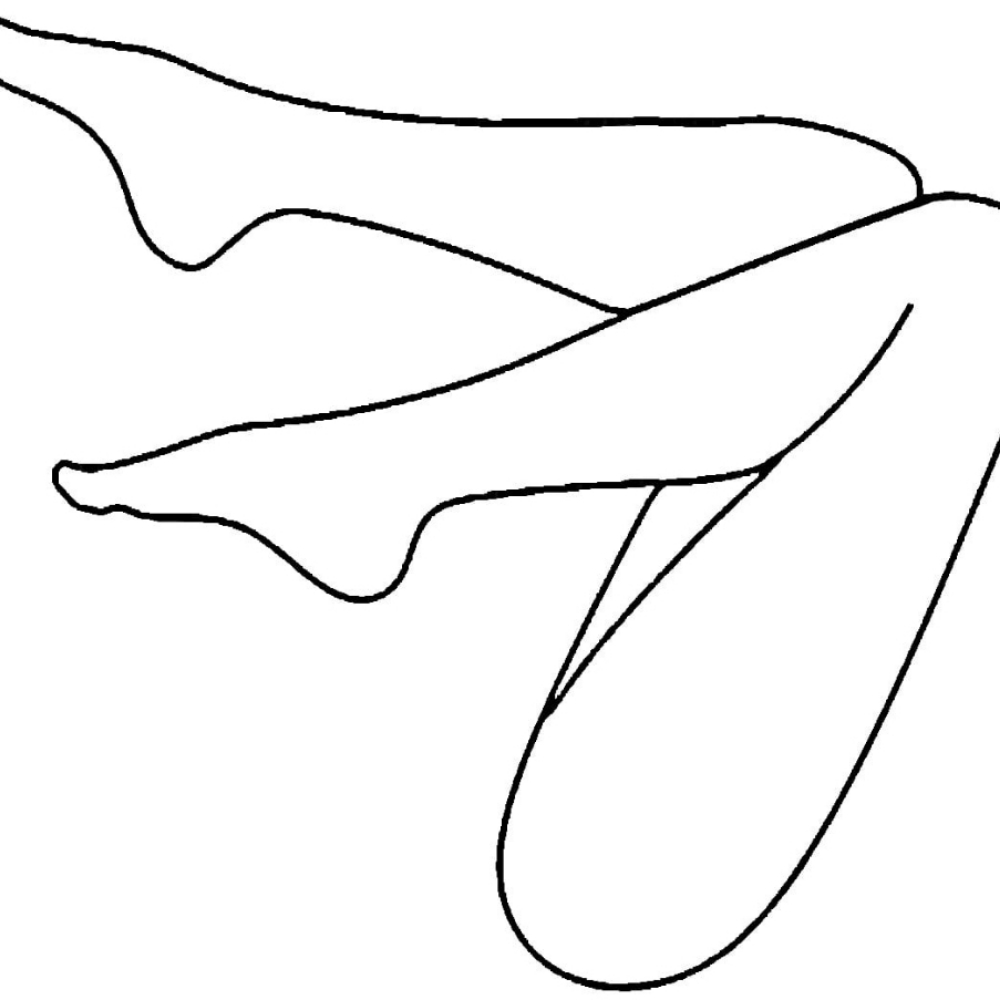 Leg Wax at CareBeautyDerm in Smithtown, NY