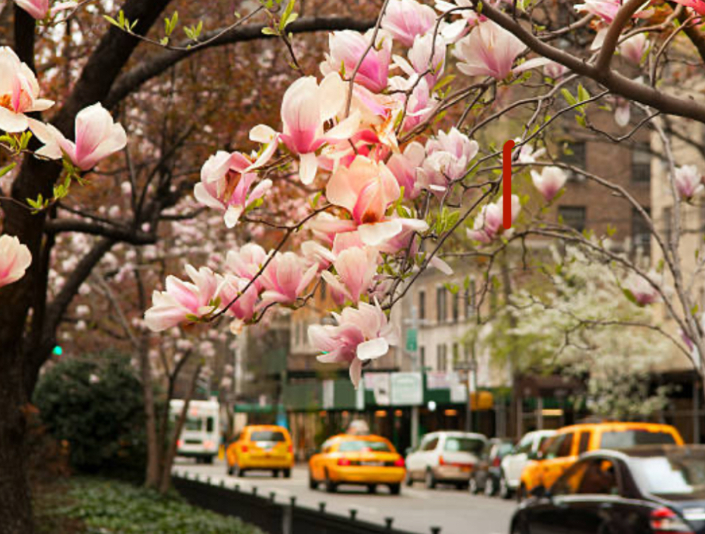 Park Ave