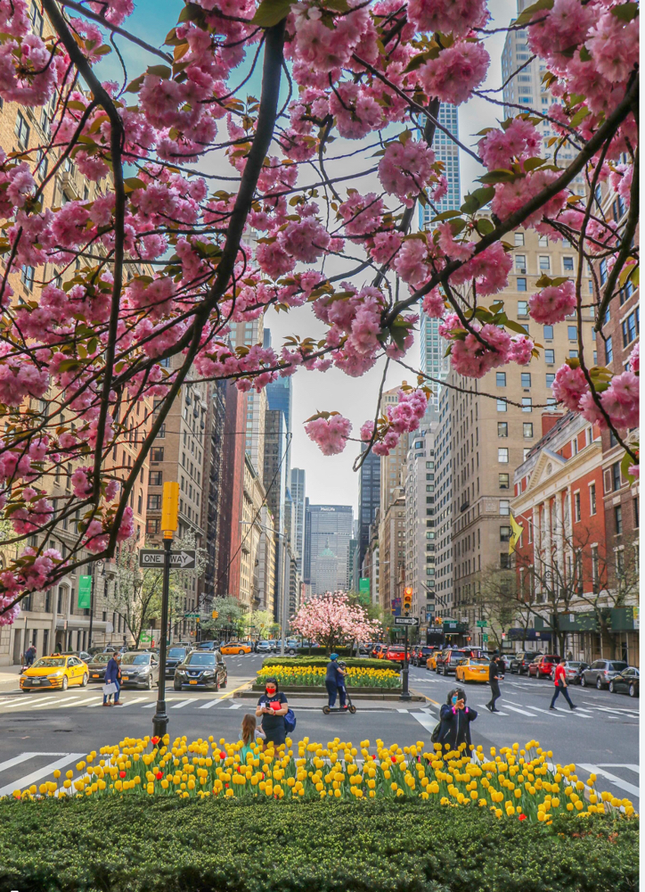 Park Ave