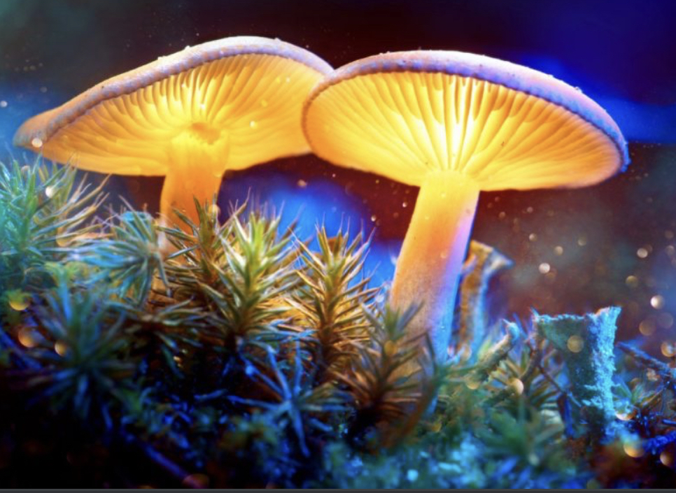Plant Medicine Integration