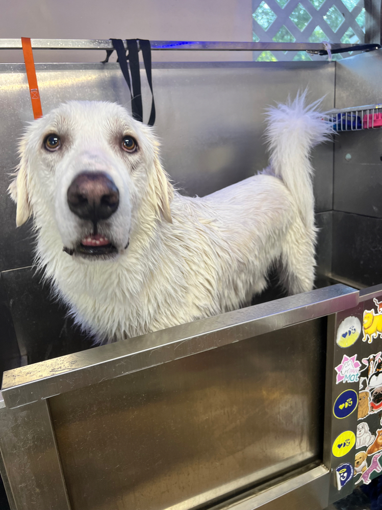 Deshedding treatment (50-99lbs)