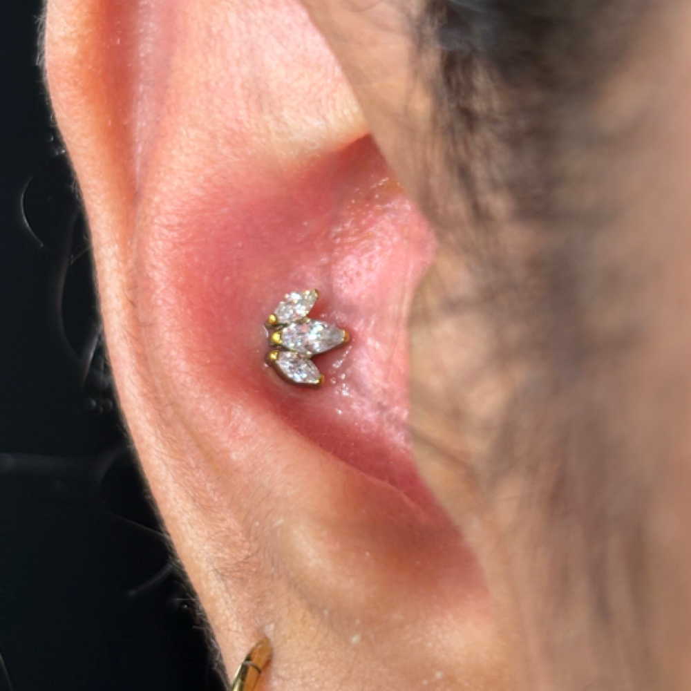 Conch Piercing at Piercing Mermaid in Elizabeth, NJ