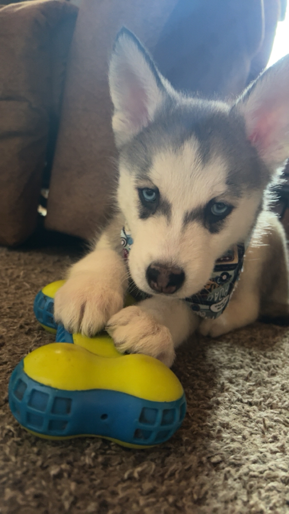 Puppy Intro at Brook’s Paw Garden in Brush, CO