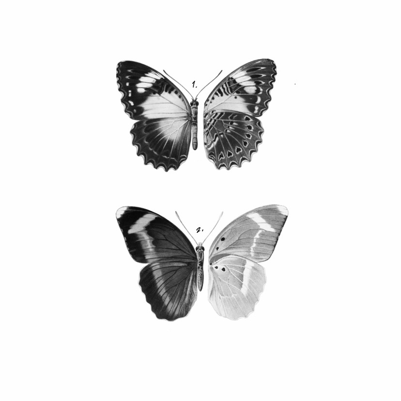 B&W Mutation Butterflies