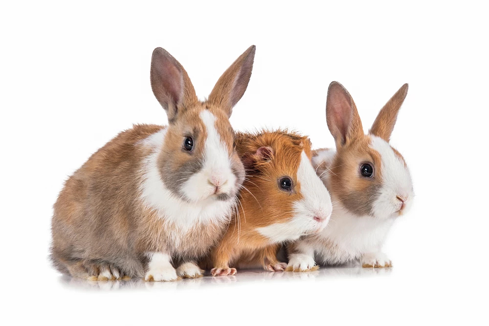 Scent Gland Cleaning